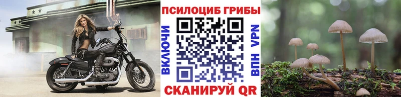Псилоцибиновые грибы мицелий  Снежногорск 